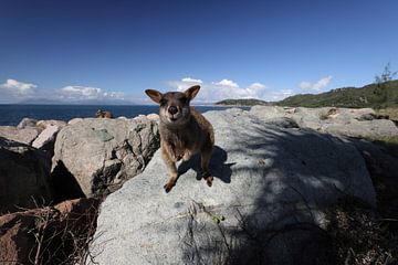 allied rock-wallaby , Petrogale assimilis Magnetic Island in Que by Frank Fichtmüller
