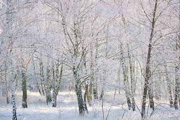 Winterlandschap met berken bedekt met sneeuw en vorst van Martin Köbsch