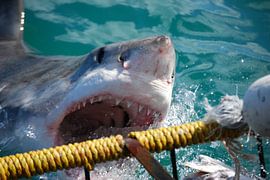 Haaienbek by Frank Heinen