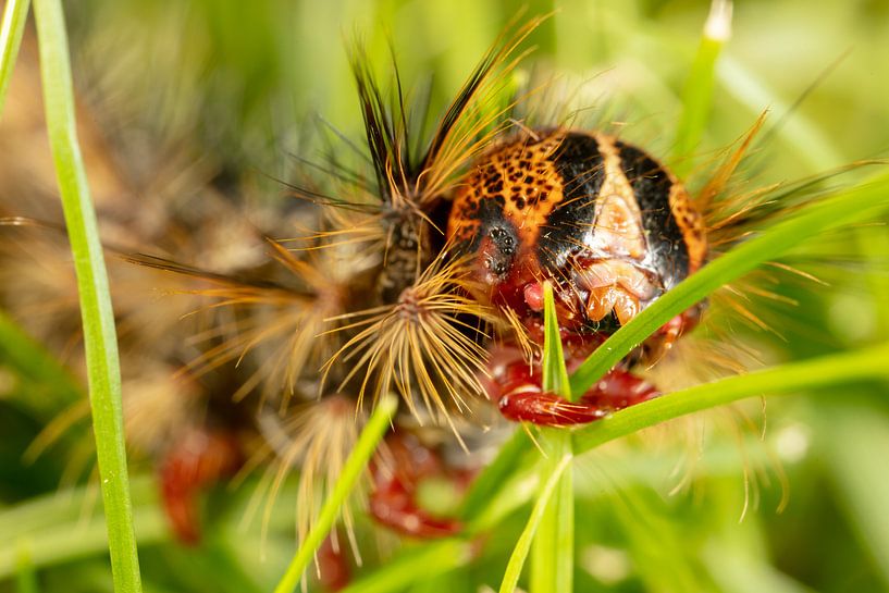 Chenille de la fausse teigne (Lymantria dispar) par Joost Adriaanse