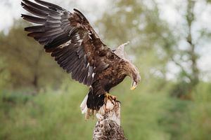 Europäischer Seeadler landet mit Beute auf einem Baumstumpf.