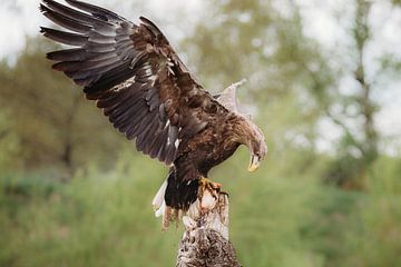 Europese zeearend land op boomstronk met prooi. van Janny Beimers