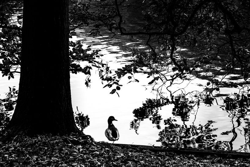 Rustende eend in het Haagse Bos. van Aukelien Philips