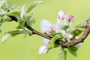 Appelbloesem