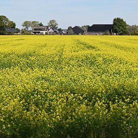 Goudgele stilte op het platteland van Jose Lok