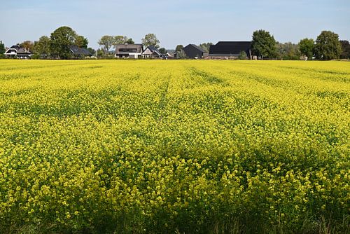 Golden yellow silence in the countryside