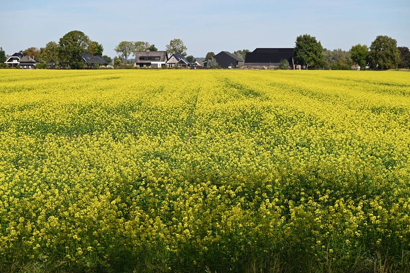 Goldgelbe Stille auf dem Lande von Jose Lok