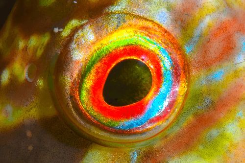 UNTERWASSERKUNST - AUGEN