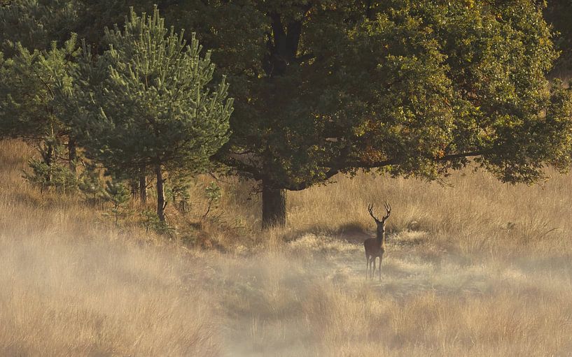 Rothirsch von Saranda in t Veld Fotografie