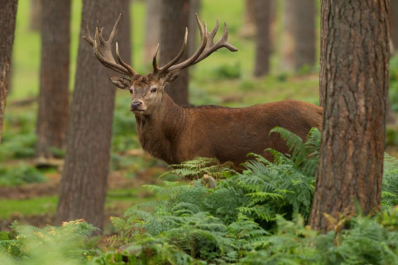 Männlicher Rotwild in Waldlandschaft mit Farnen von Jeroen Stel