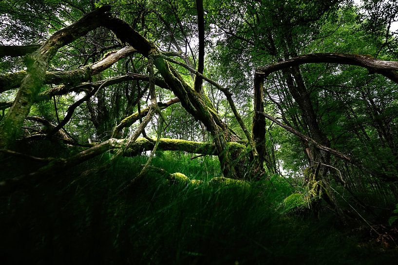 Esprit de la forêt par Olha Rohulya