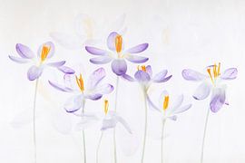 Krokus von Elles Rijsdijk