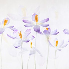 Crocus sur Elles Rijsdijk