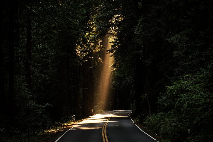 Ave der Giganten von Walljar