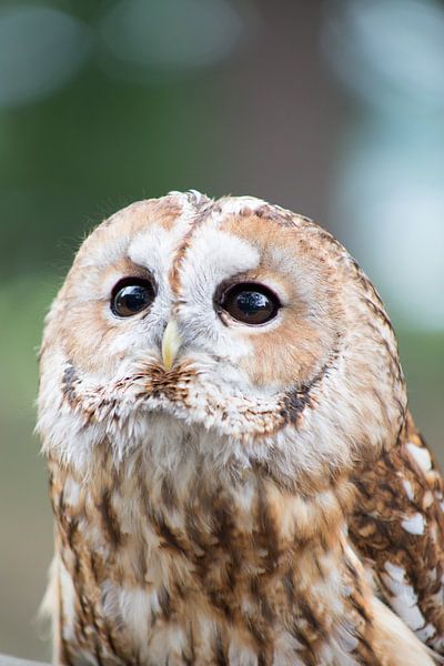 hulotte par marijke servaes