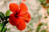 Chinese Roos - bloem op Kreta - rode bloem met waterdruppels van Joke Troost thumbnail