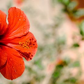 Chinese Roos - bloem op Kreta - rode bloem met waterdruppels van Joke Troost