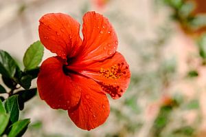 Chinesische Rose - Blume auf Kreta - rote Blume mit Wassertropfen von Joke Troost
