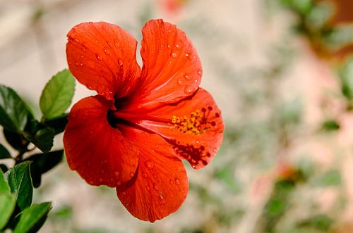 Chinesische Rose - Blume auf Kreta - rote Blume mit Wassertropfen