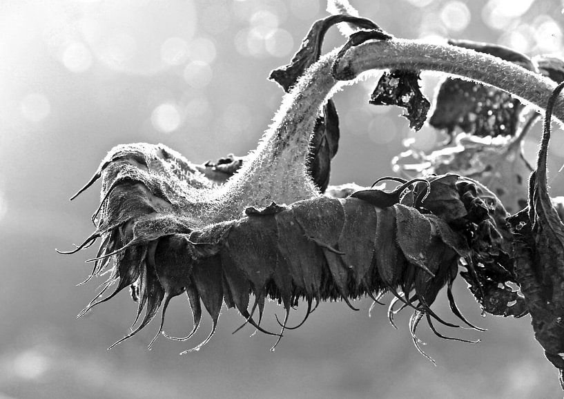 The end of summer by ArtelierGerdah