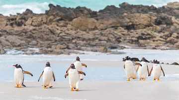Ezelspinguïns Zandstrand Falklandeilanden