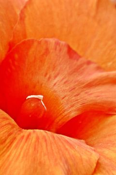 eine orange Canna Lilien Blüte von Werner Lehmann
