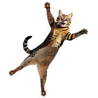 Fallende Katze