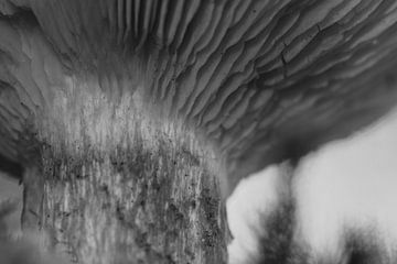 'Van onderen' paddenstoel zwartwit van Jolanda de Jong-Jansen