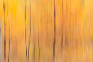 Herfstkleuren / Autumn forest colors von Elles Rijsdijk