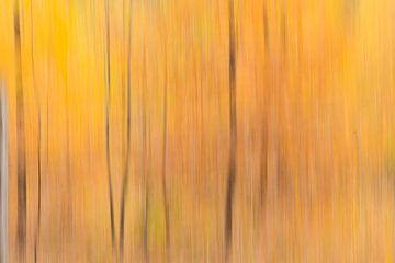 Herfstkleuren / Autumn forest colors van Elles Rijsdijk