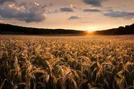 Fields of gold, Christian Lindsten by 1x thumbnail
