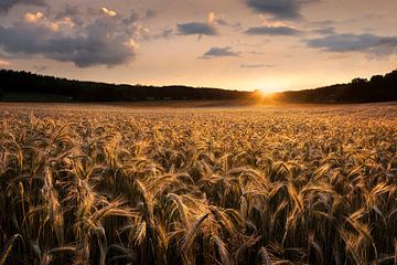 Fields of gold, Christian Lindsten by 1x