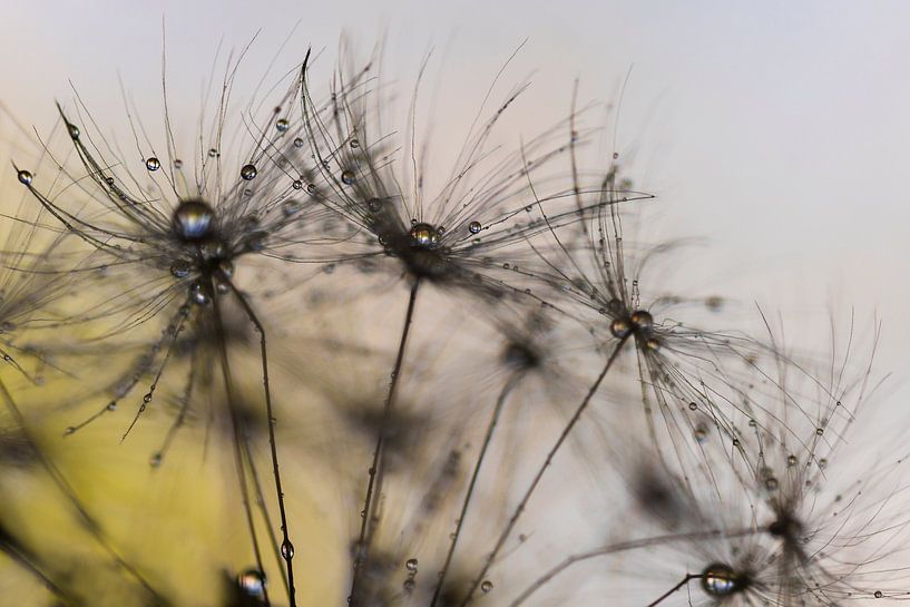 Zaadpluizen met waterdruppels van Anouschka Hendriks