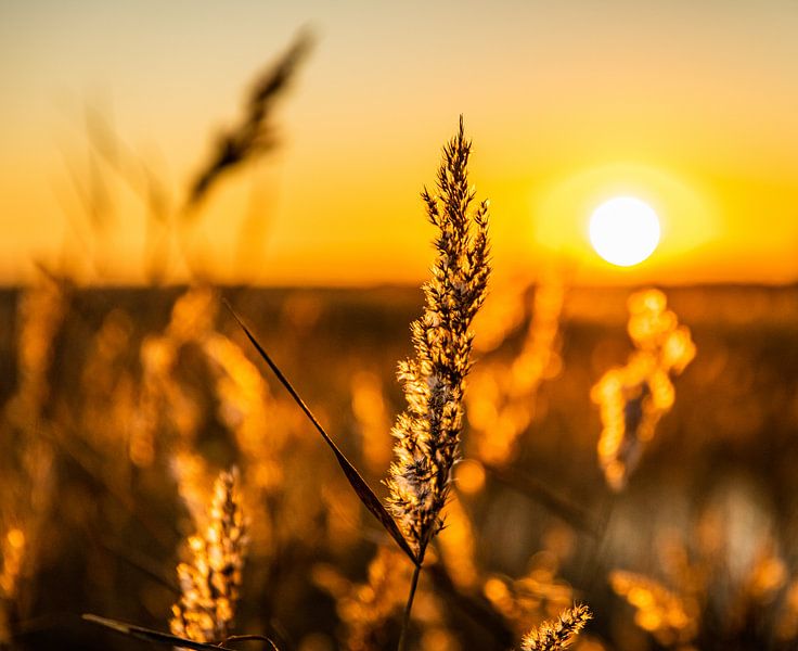 Backlight series of warm colors part 3 by Alex Hiemstra