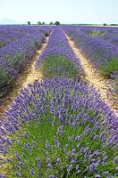 Lavender fields in Provence