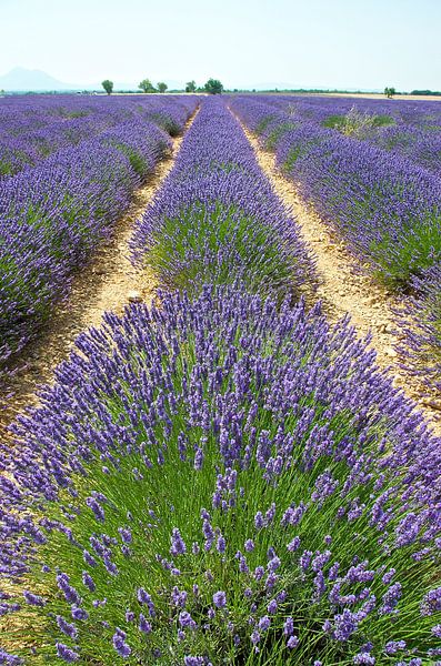 Lavendelfelder in der Provence von Willem Holle WHOriginal Fotografie