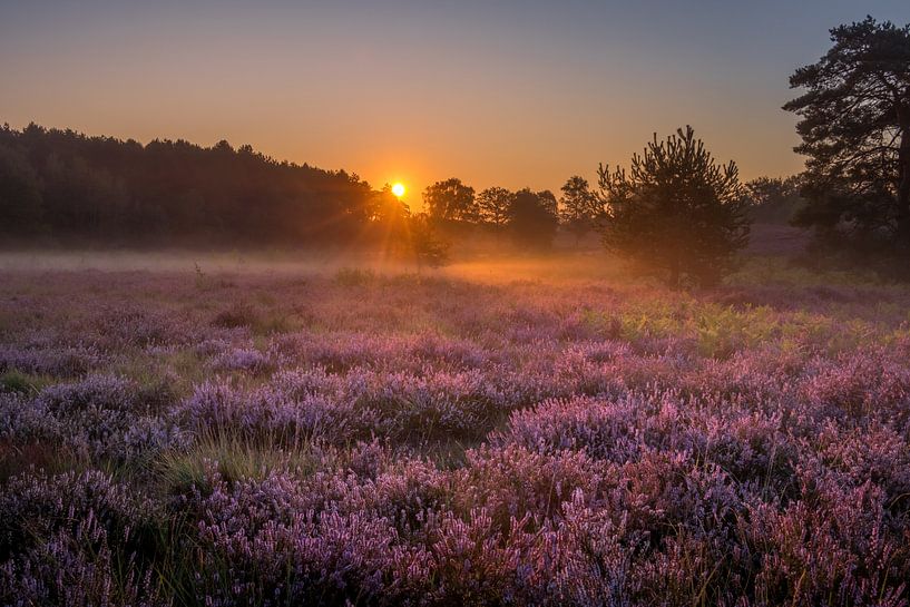 Sunrise at Brunssummerheide / Heather landscape van Maurice Meerten