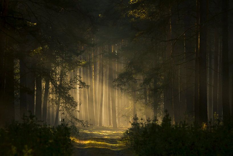 In the fairytale forest by Heiko Lehmann