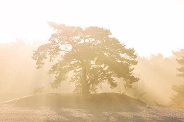 Lumière du soleil sur les dunes de Soester sur Ingrid Stemmerich fotografie