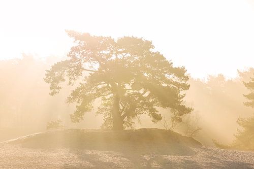 Zonlicht over de soesterduinen