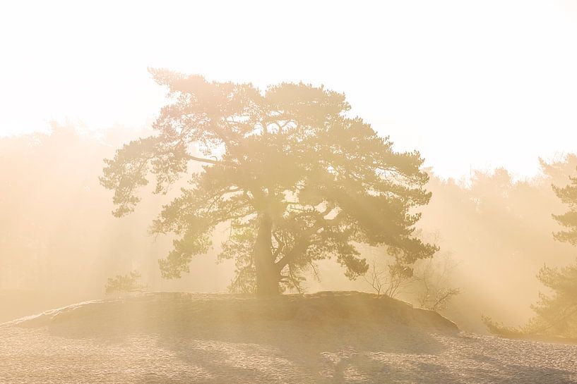 Sunlight over the soester dunes by Ingrid Stemmerich fotografie