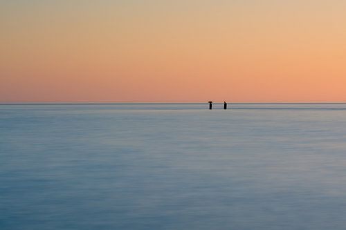 Aalscholvers aan de horizon