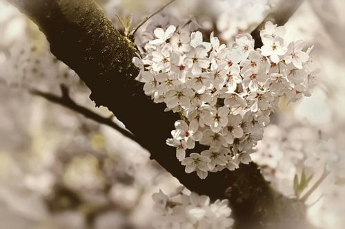 Cherry Blossom Heart Vintage