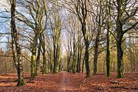 The long forest path
