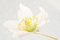 Christrose