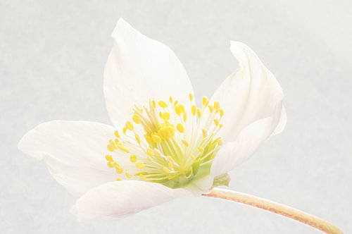 Christrose