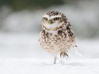 Holenuiltje in de sneeuw
