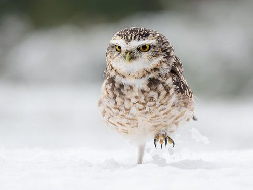 Burrowing owl in the snow
