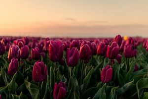 Schöne Tulpenfelder von Huseyin Bingol