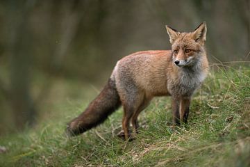 Red Fox (Vulpes vulpes) standing on a small grass covered hill, next to the edge of a forest, watchi van wunderbare Erde